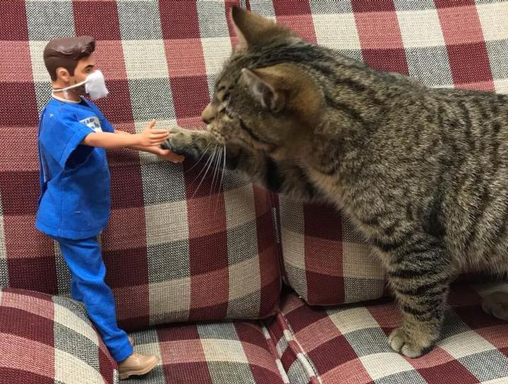 Preventive Care for Cats