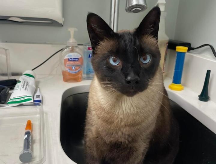 Preventive Care for Cats