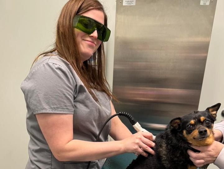 Laser Therapy for Dogs