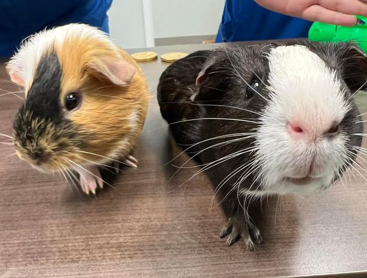 $City Small Animal Veterinarian