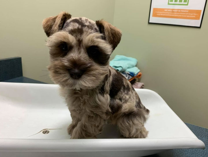 Preventive Care for Dogs