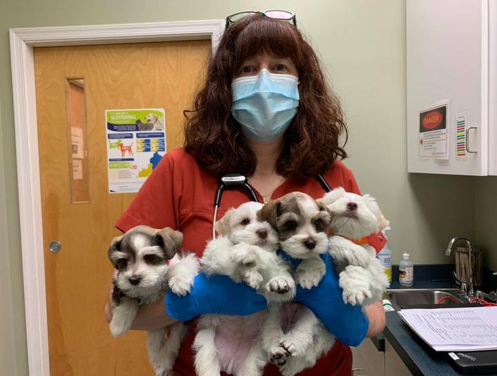 Puppy & Kitten Care 