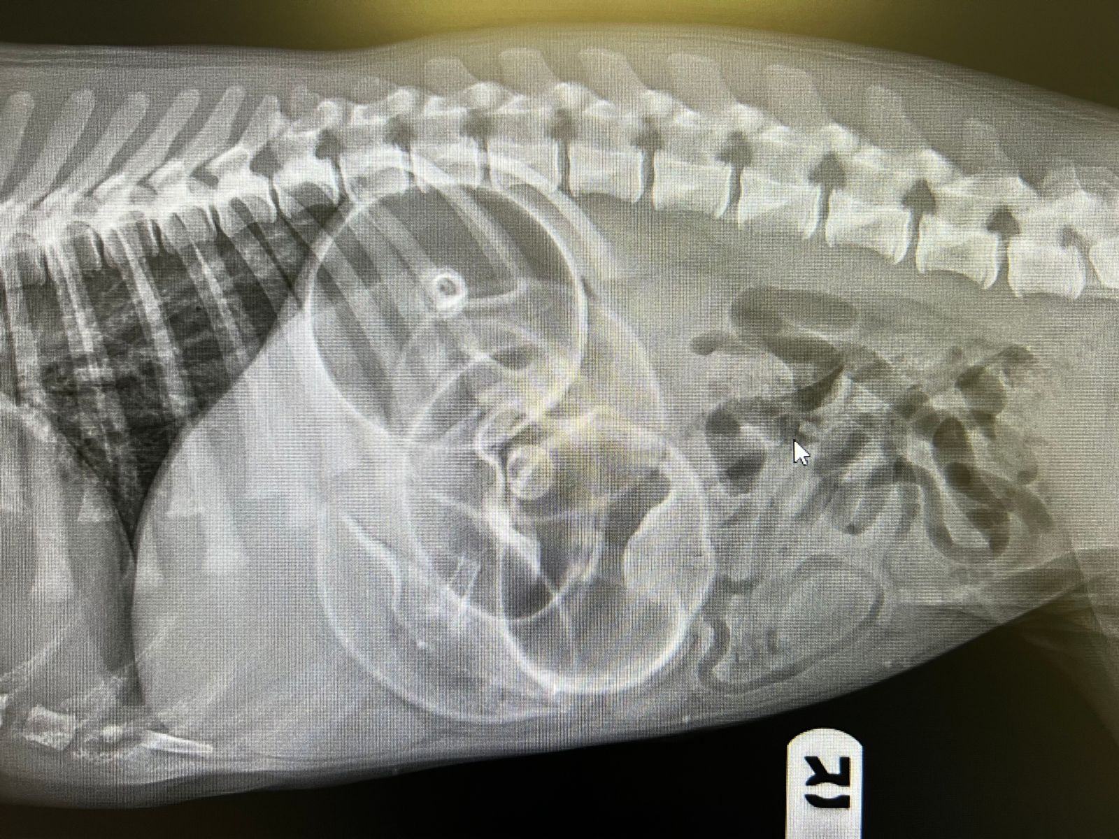 Pet Digital Radiology