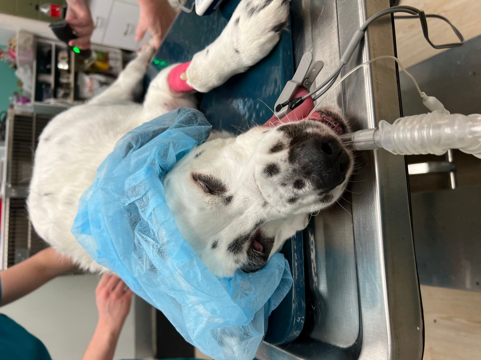 $City Veterinary Surgeries
