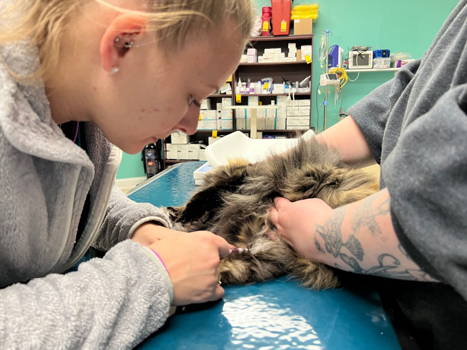 Xrays for Cats & Dogs