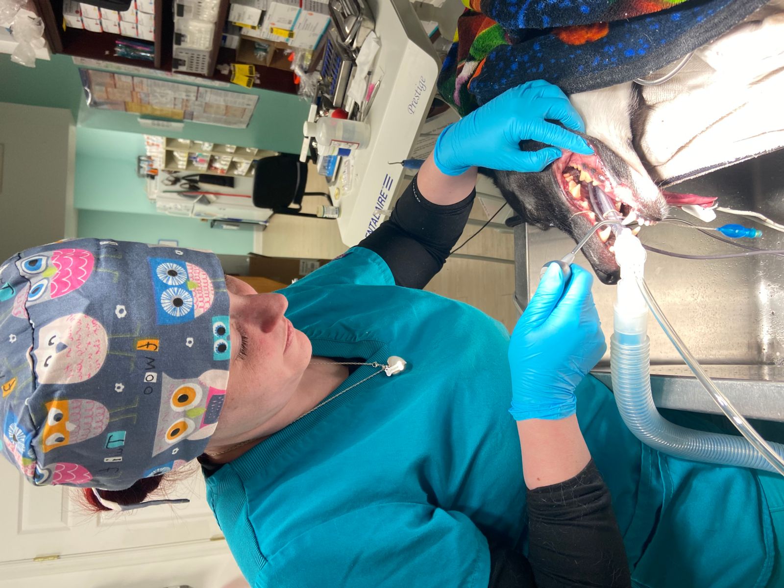 $City Pet Dentists